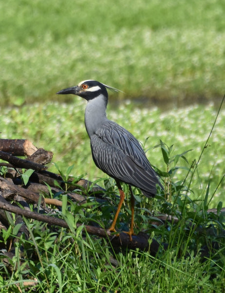 Yellow-Crowned Night Herons at Sandy Creek Park, Durham NC