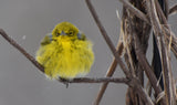 Fat Bird Photography Guide- 2026