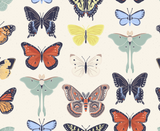 Moths and Butterflies of the Carolinas