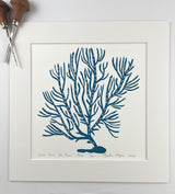 Green Lace Sea Fan- Blue- Limited Edition of 60 prints- Includes 12x12 inch matboard