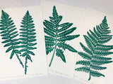 Christmas Fern, original block print,  Limited Edition with 18x24 mat, Naturalist Art