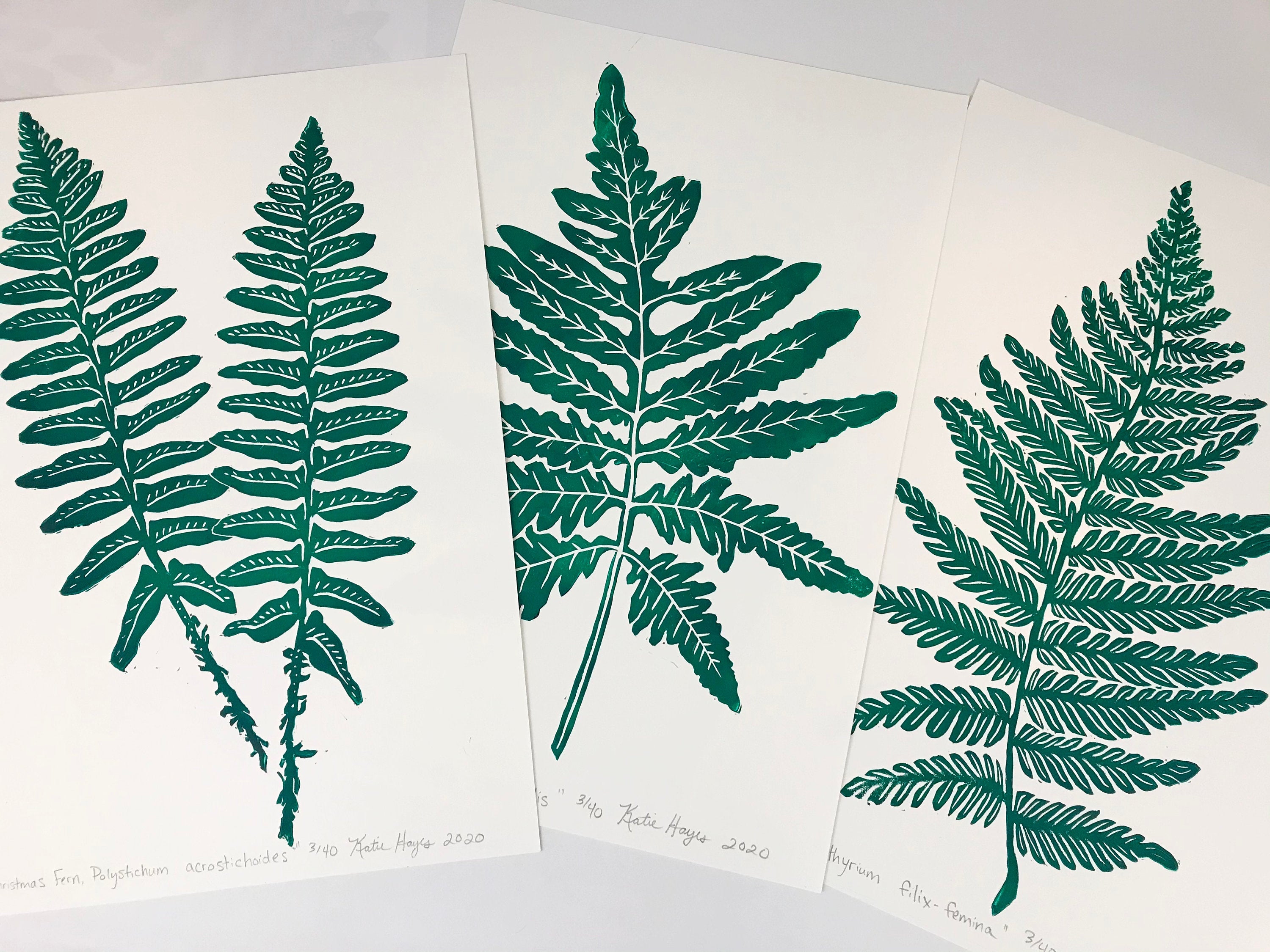 Set of 3 Native Southeastern Ferns, Limited Ed Block Prints, With 18x24 mat