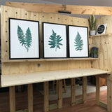 Set of 3 Native Southeastern Ferns, Limited Ed Block Prints, With 18x24 mat